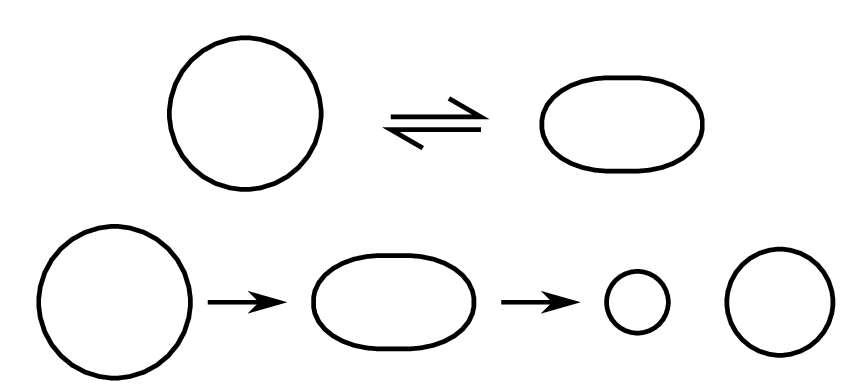 Diagram showing a circular object equilibrating with an ellipse (top) and a process of a circle deforming into an ellipse, shrinking to a small circle, and then growing back to a large circle (bottom).