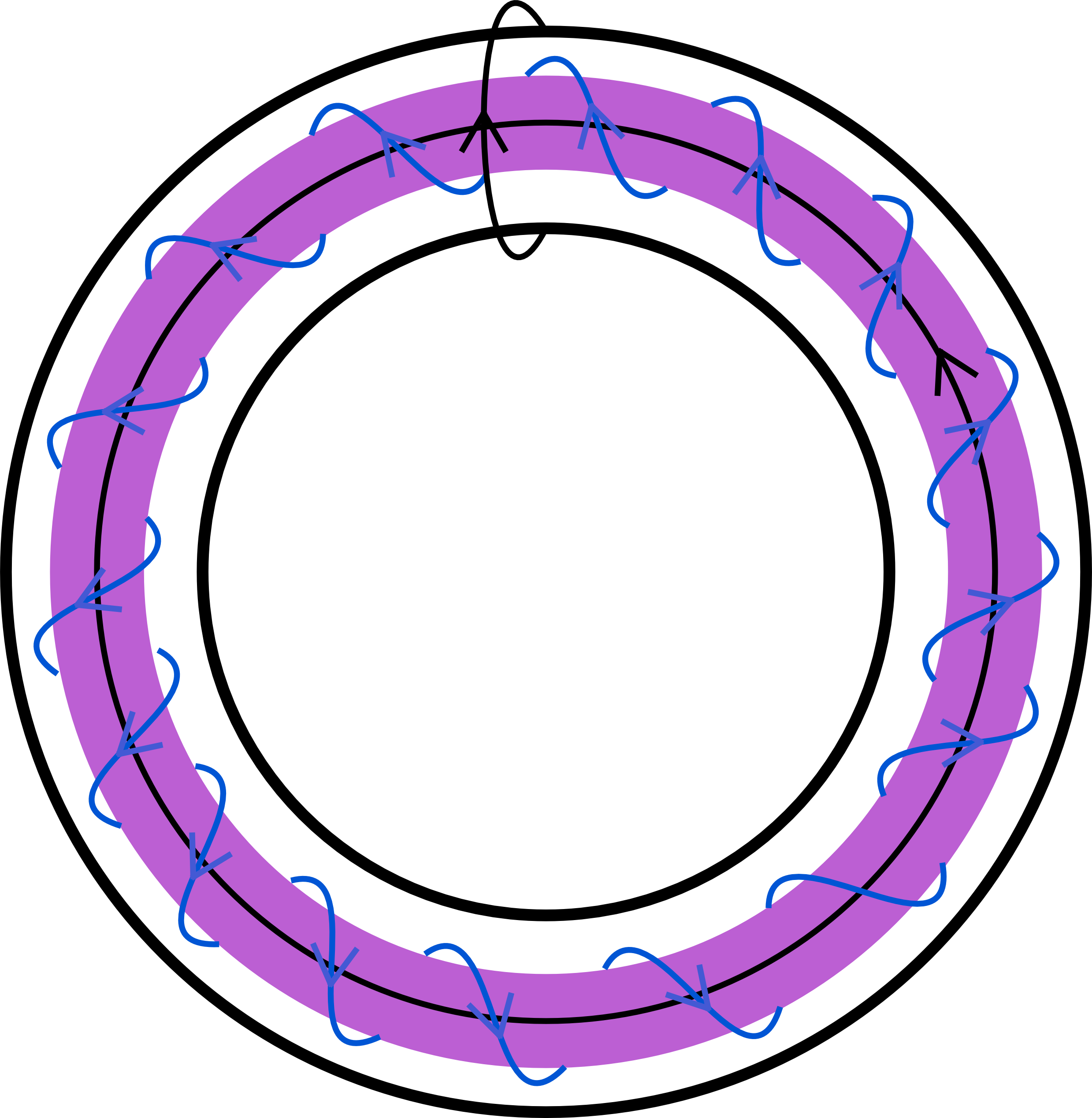 A torus diagram shows an inner purple shaded ring containing alternating blue wavy lines with arrows and black curved lines with arrows.